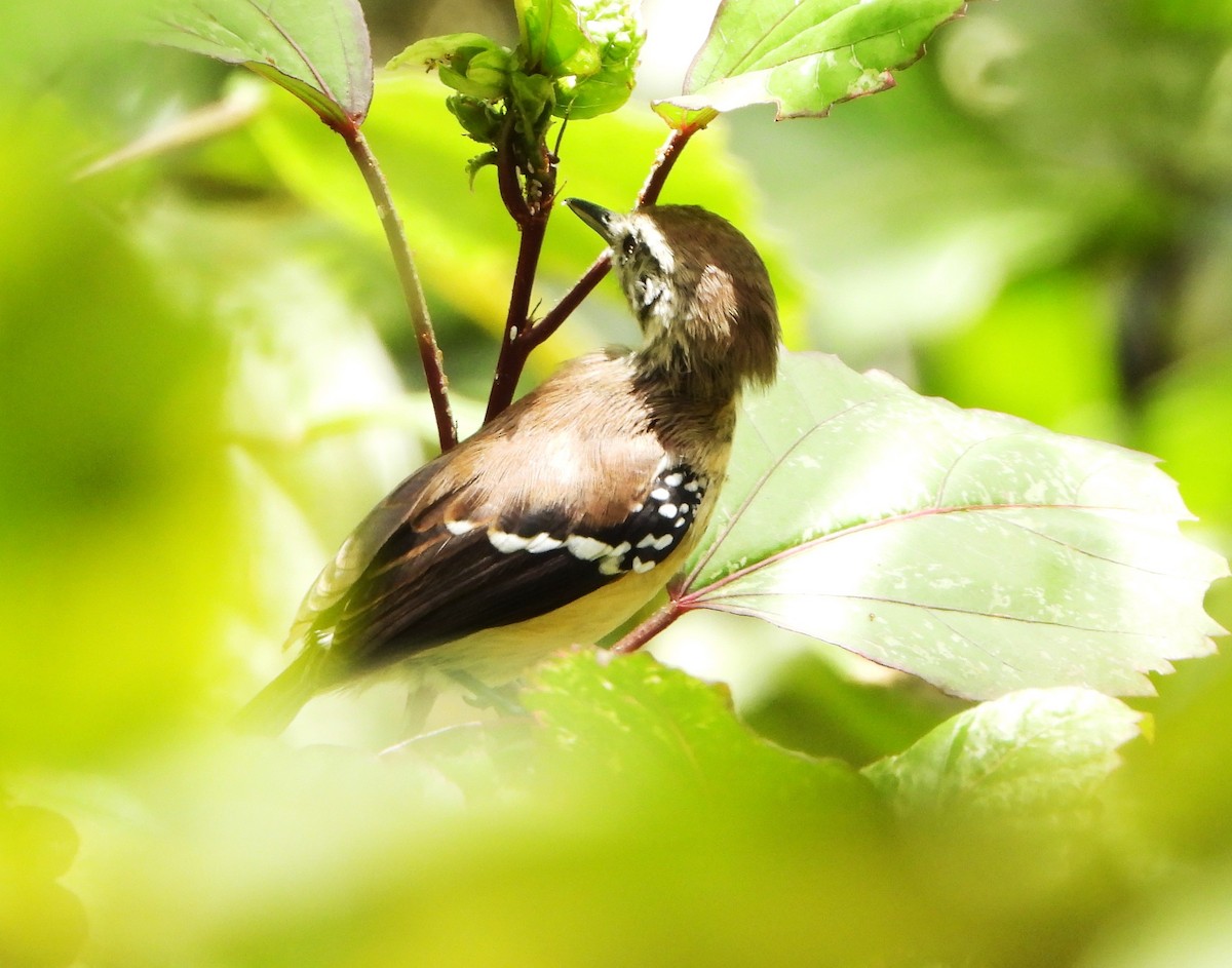 Northern White-fringed Antwren - ML615582247