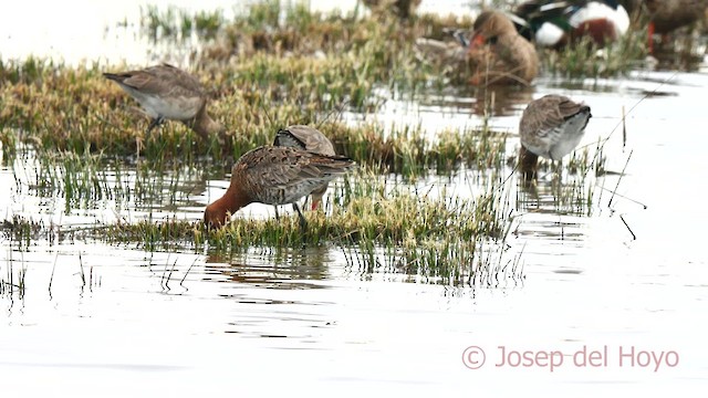 břehouš černoocasý (ssp. limosa) - ML615582249