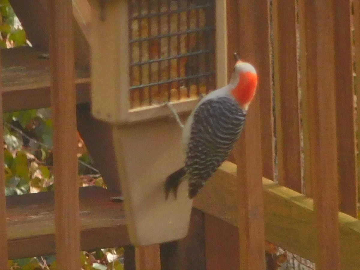 Red-bellied Woodpecker - ML615582263