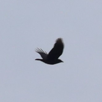 American Crow - ML615582273