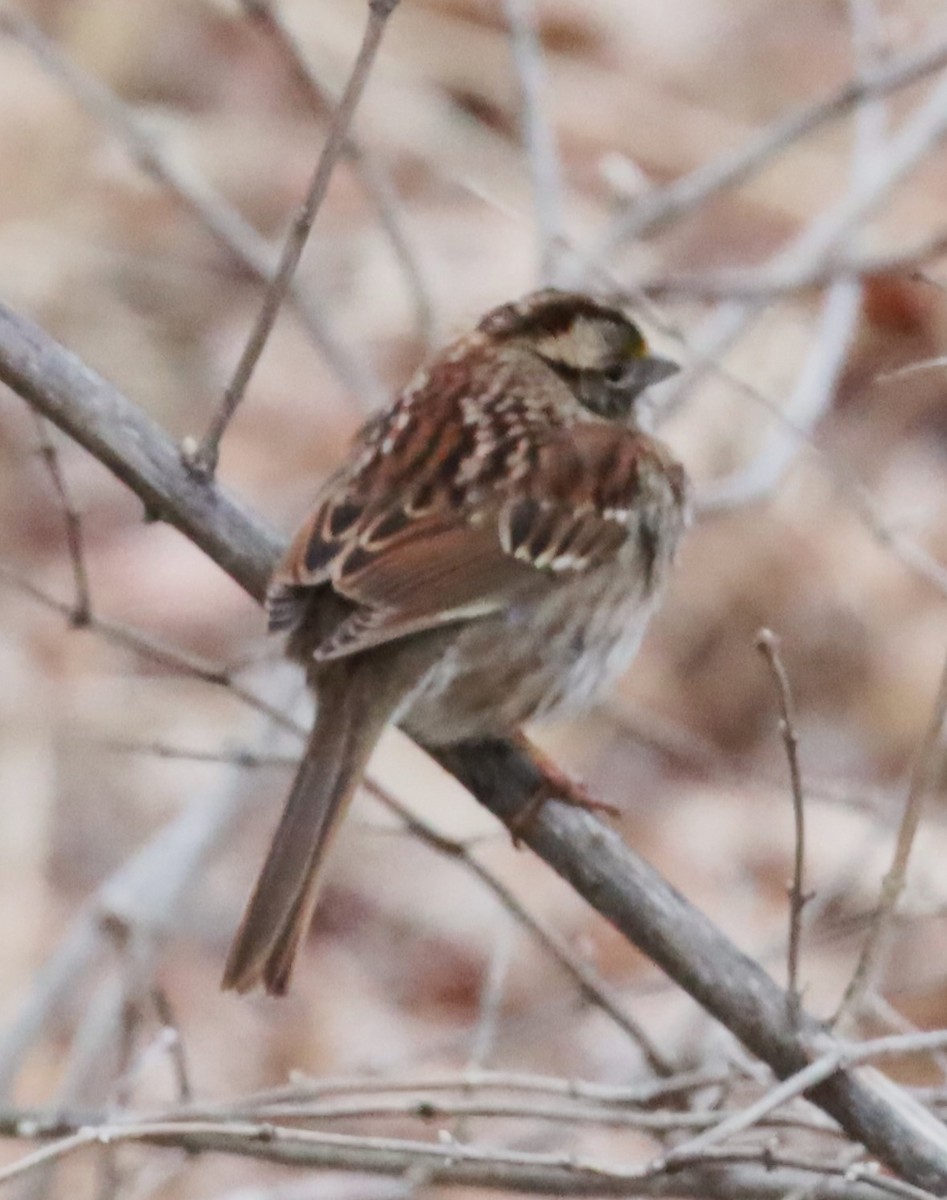 White-throated Sparrow - ML615582279