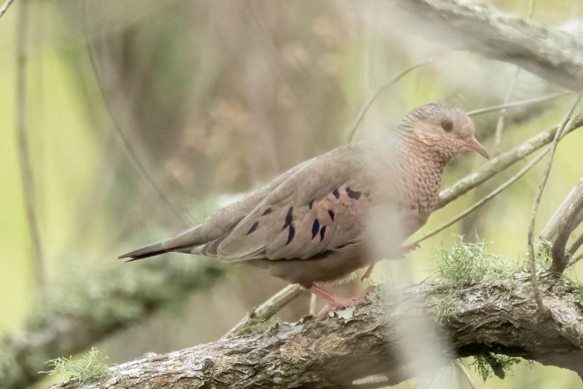 Common Ground Dove - Tommy Mullen