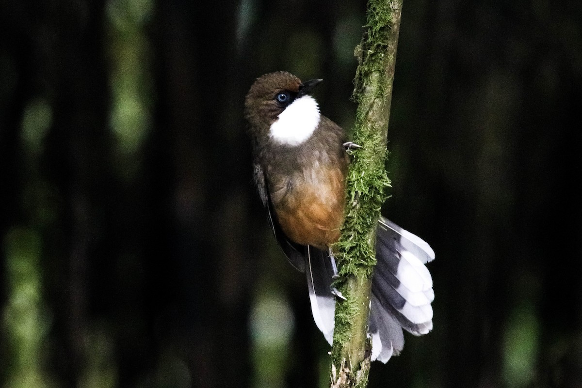 White-throated Laughingthrush - Samim Akhter