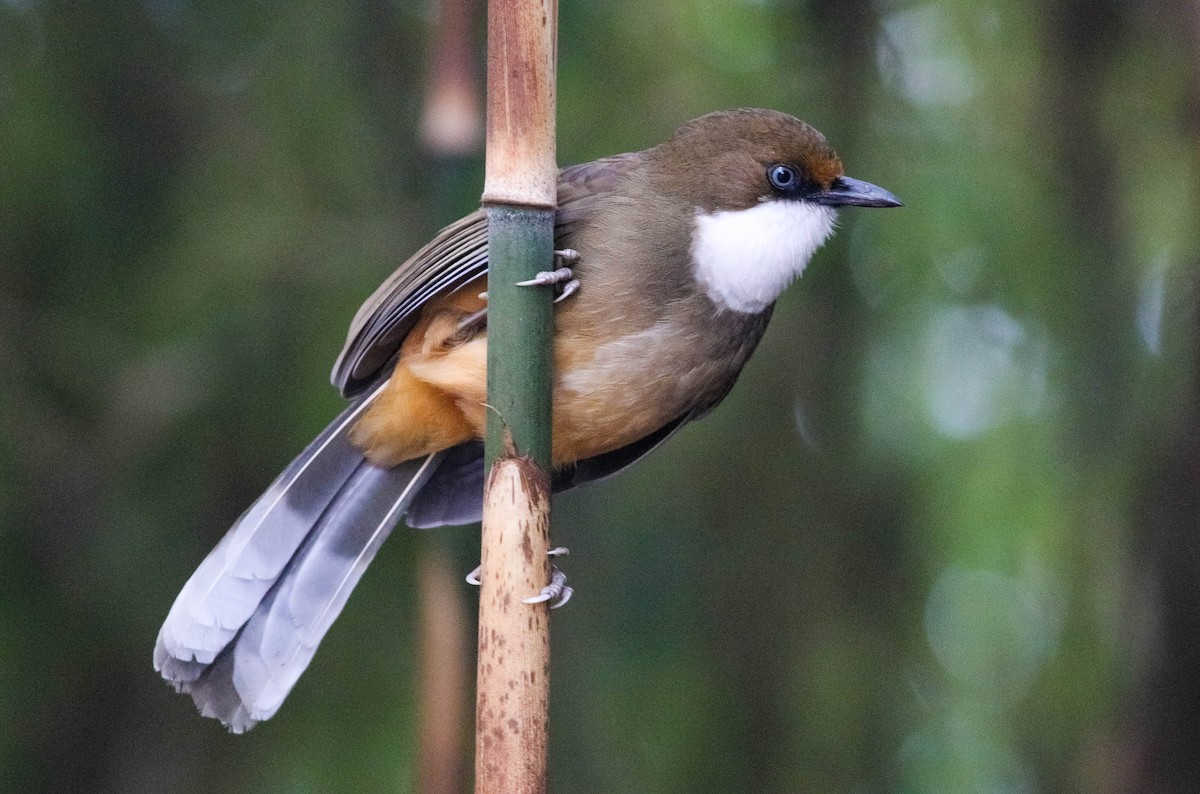 White-throated Laughingthrush - ML615582301