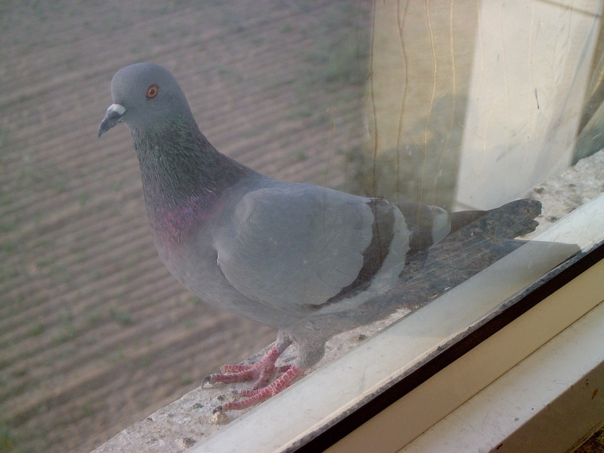 Сизый голубь (Одомашненного типа) - ML615582333