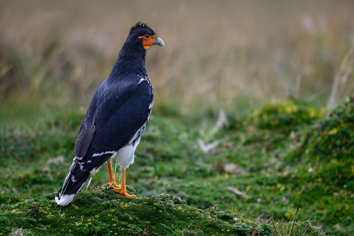 Carunculated Caracara - ML615582336