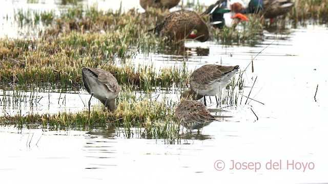 Barge à queue noire (limosa) - ML615582427