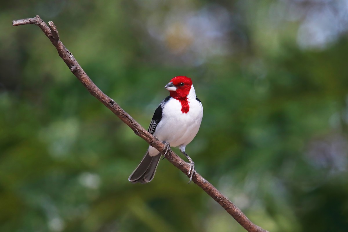 Red-cowled Cardinal - ML615582449