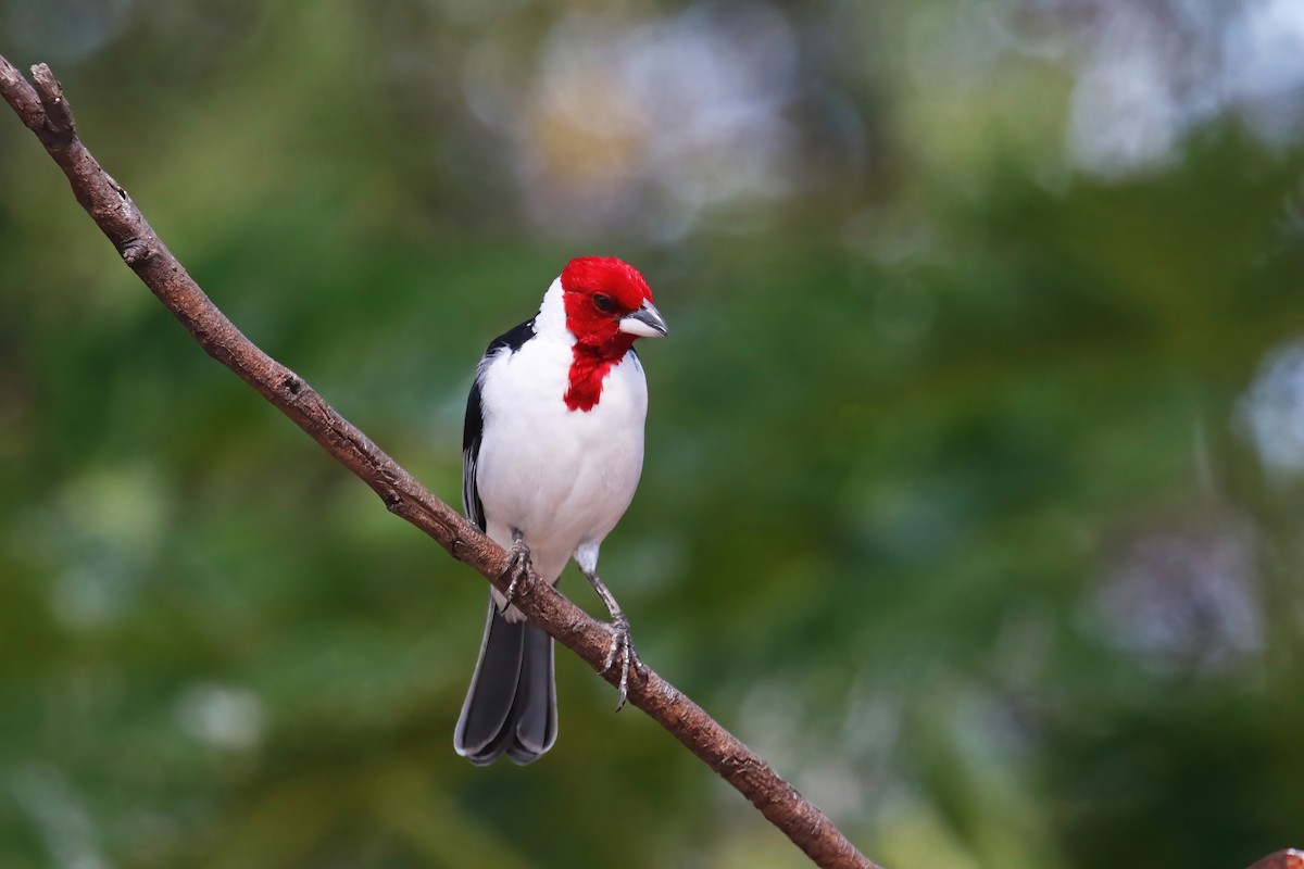 Red-cowled Cardinal - ML615582450