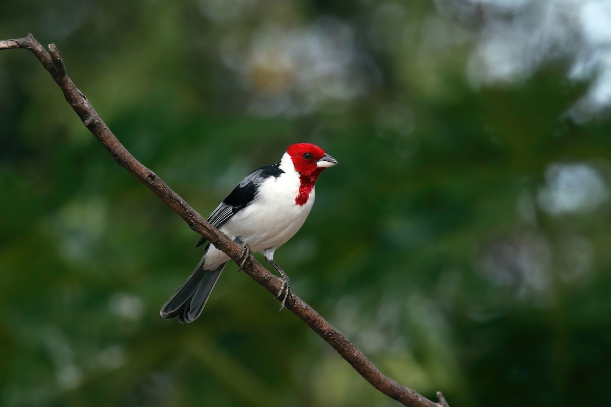 Red-cowled Cardinal - ML615582451