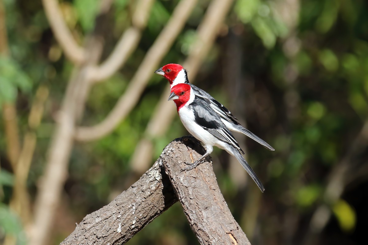 Red-cowled Cardinal - ML615582452