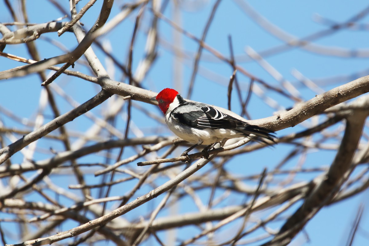 Red-cowled Cardinal - ML615582455