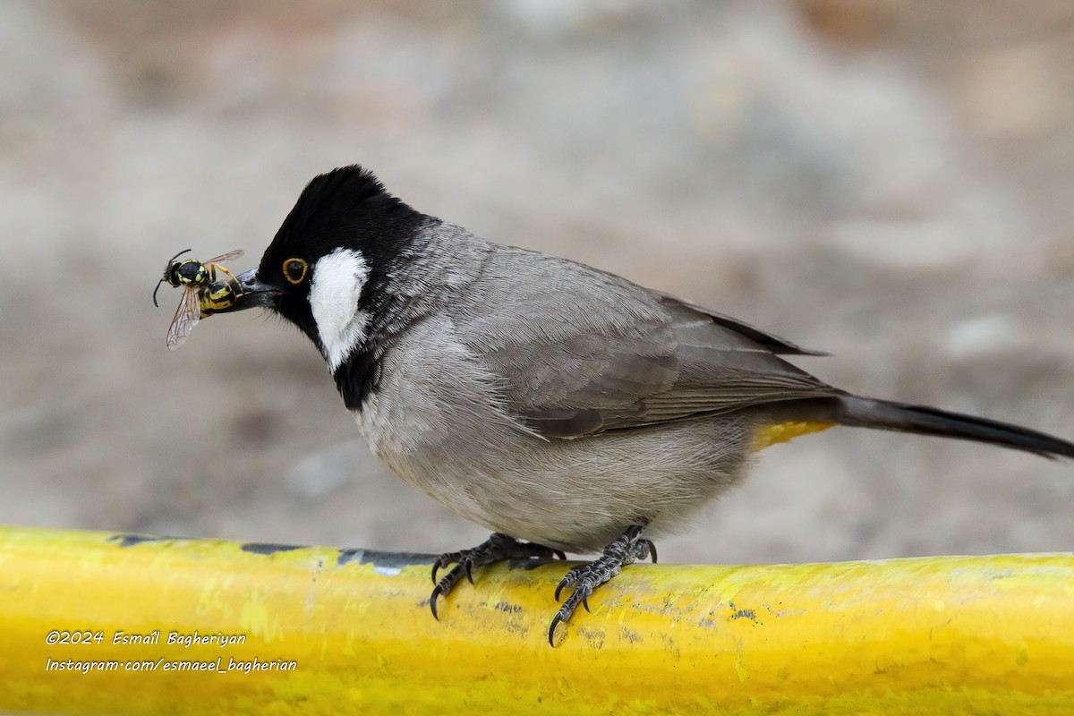 Bulbul Orejiblanco - ML615582472