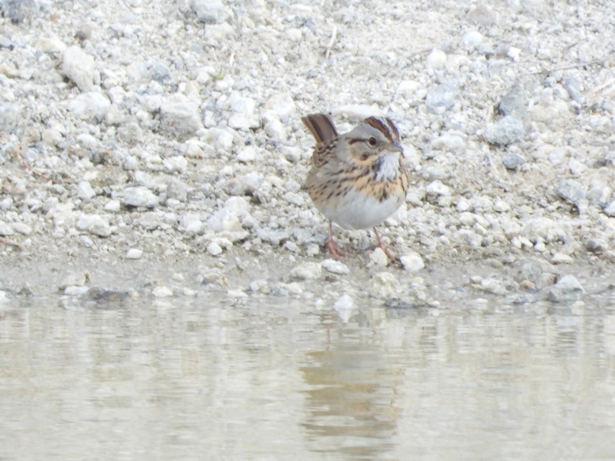 Lincoln's Sparrow - Susan Benedict