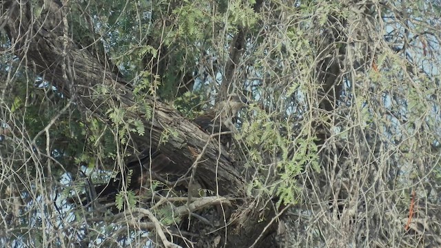 Oriental Honey-buzzard - ML615582622