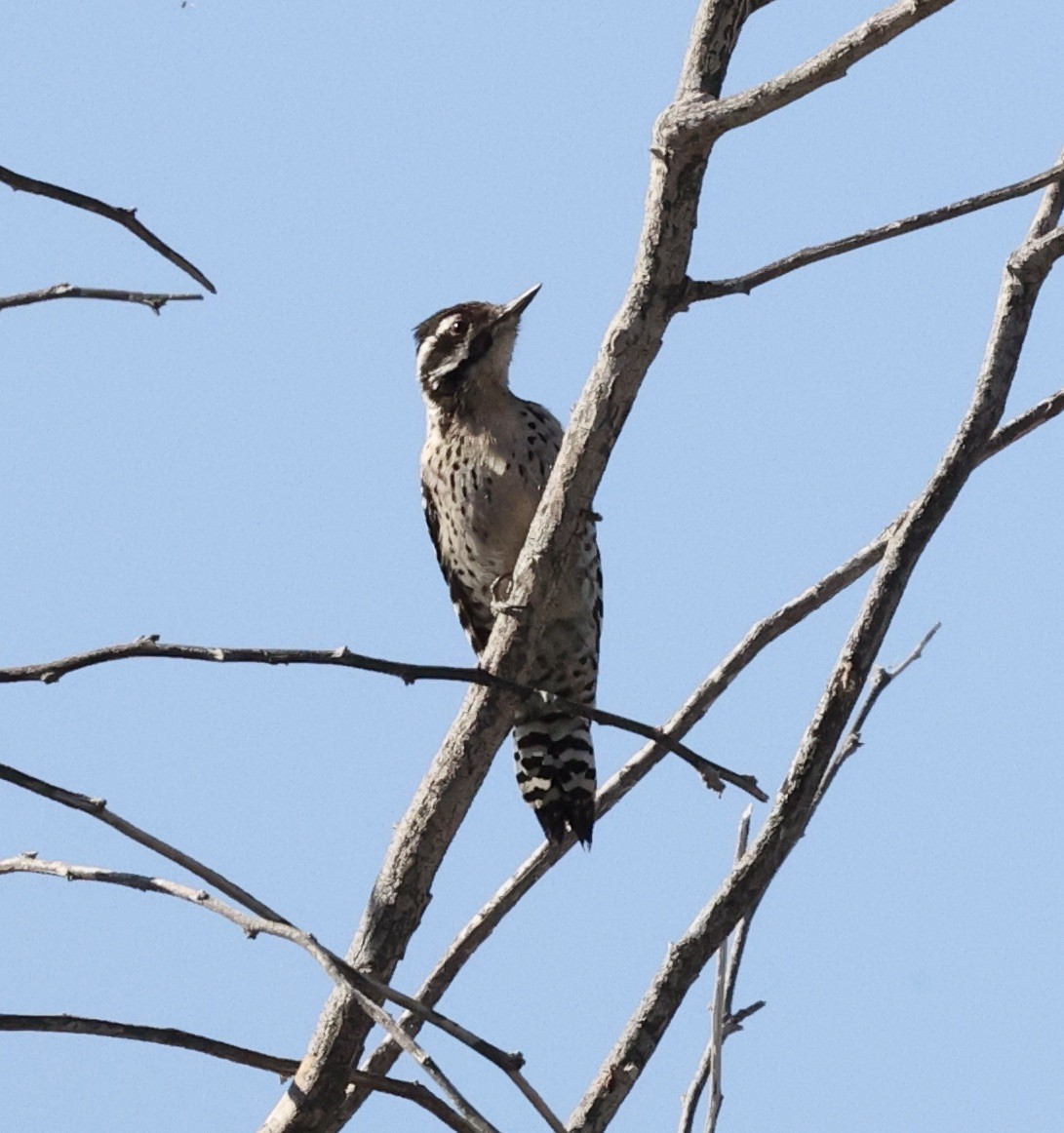 Ladder-backed Woodpecker - ML615582637