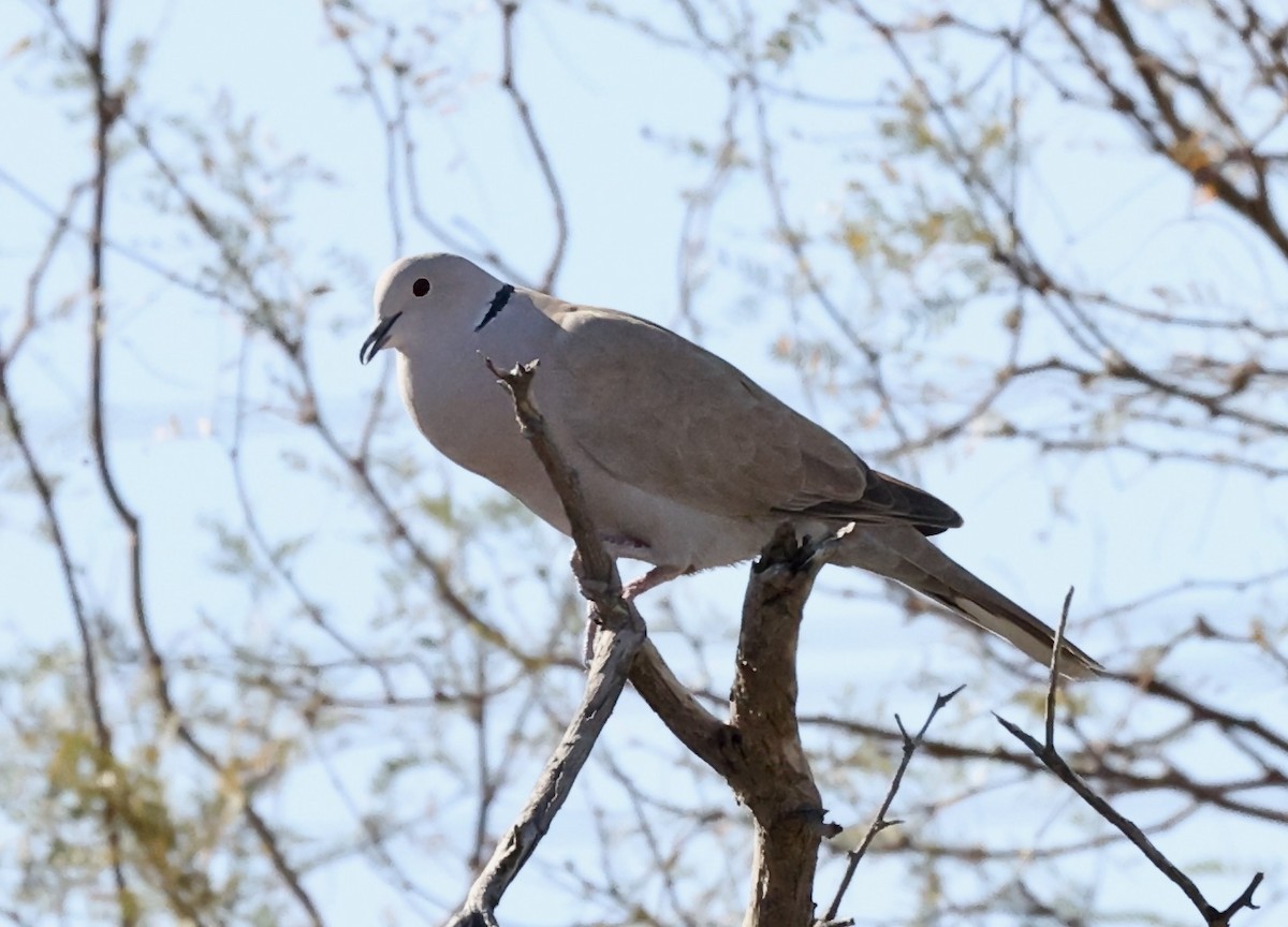Eurasian Collared-Dove - ML615582660