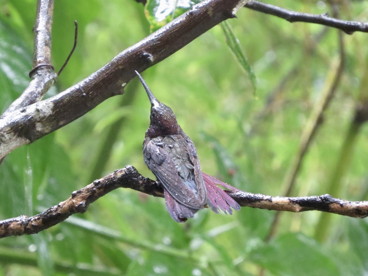 kolibřík jamajský - ML615582683