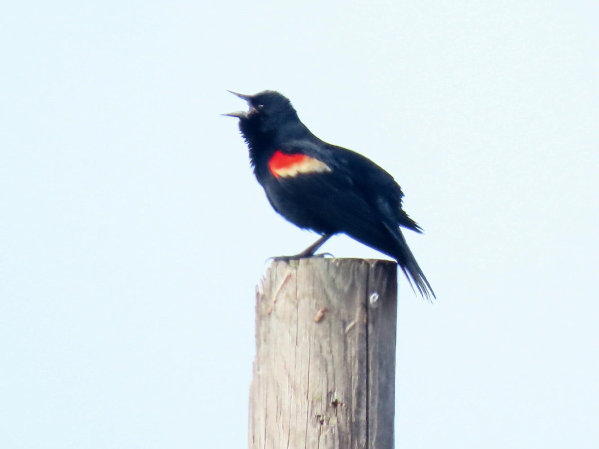 Red-winged Blackbird - David Cooney Jr