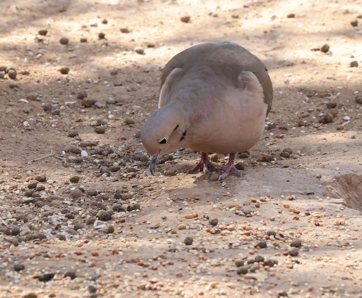 Mourning Dove - ML615582713