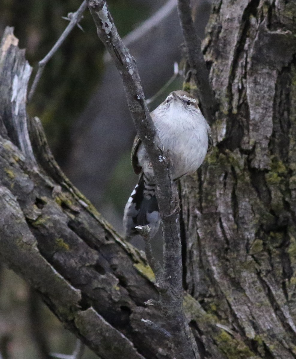 Bewick's Wren - ML615582779