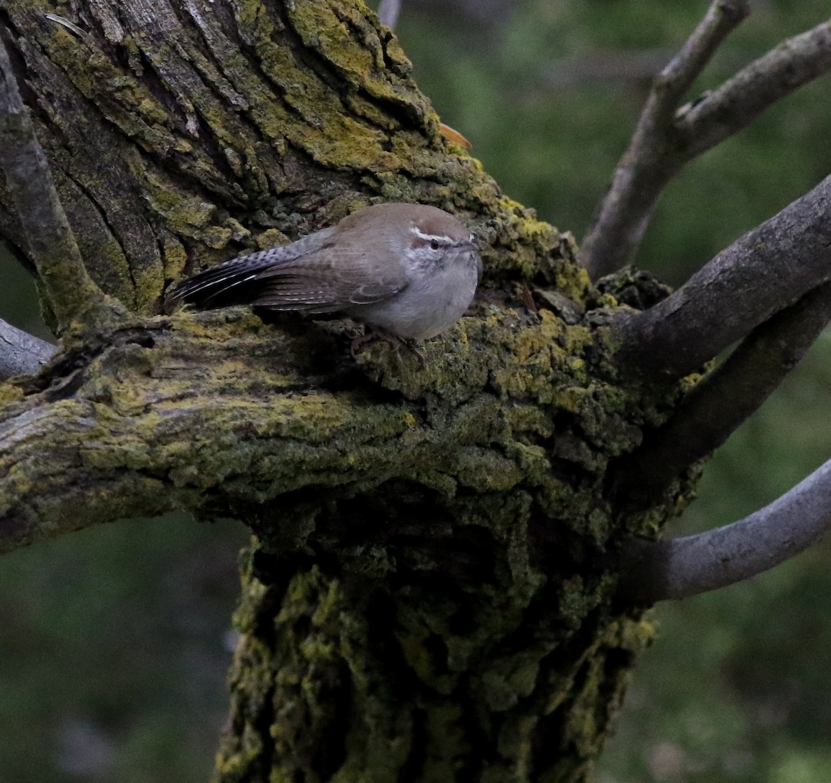 Bewick's Wren - ML615582781