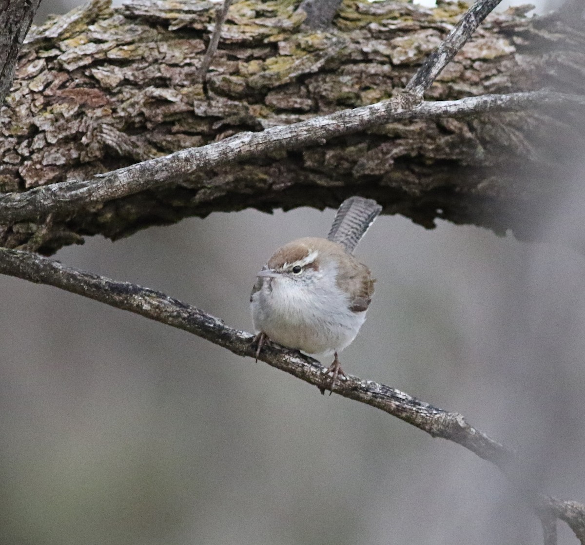 Bewick's Wren - ML615582783