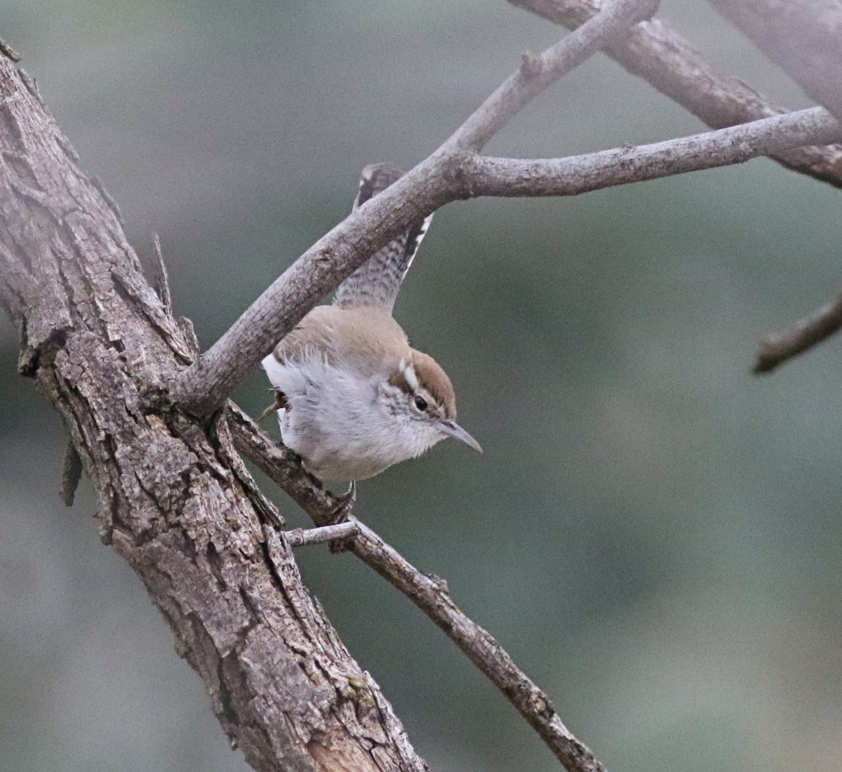 Bewick's Wren - ML615582784