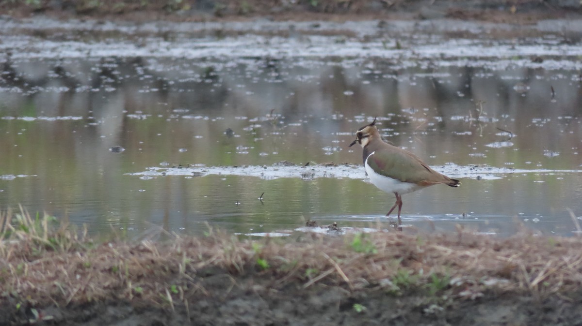 Northern Lapwing - Shih-Fan (仕凡) Chan (詹)