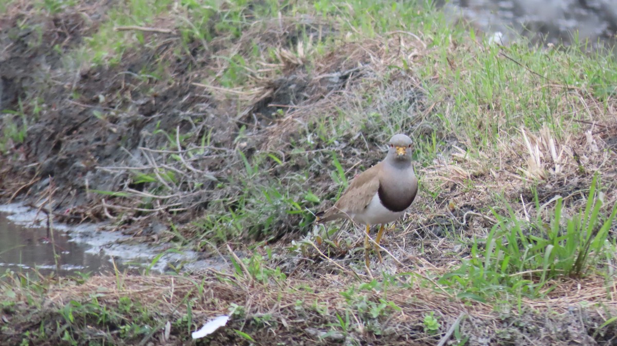 Gray-headed Lapwing - ML615582812