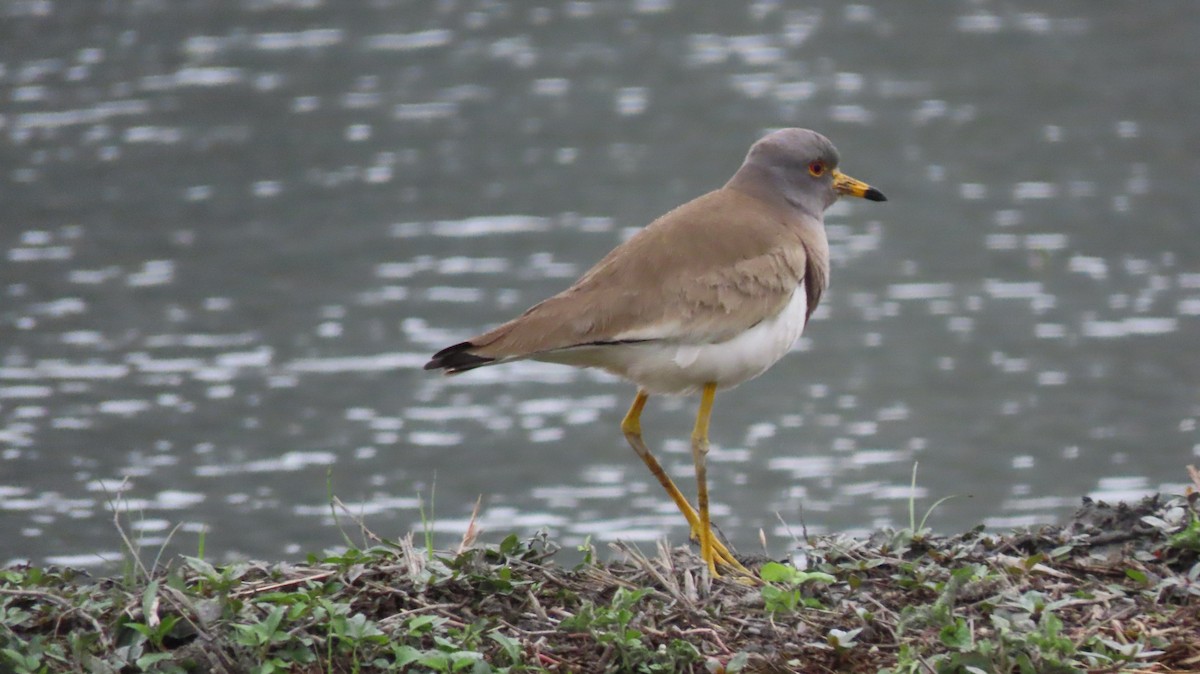 Gray-headed Lapwing - Shih-Fan (仕凡) Chan (詹)