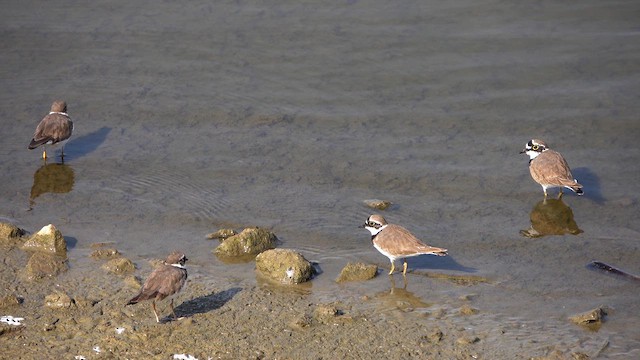 Little Ringed Plover - ML615582832