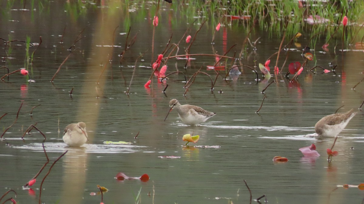 Spotted Redshank - Shih-Fan (仕凡) Chan (詹)