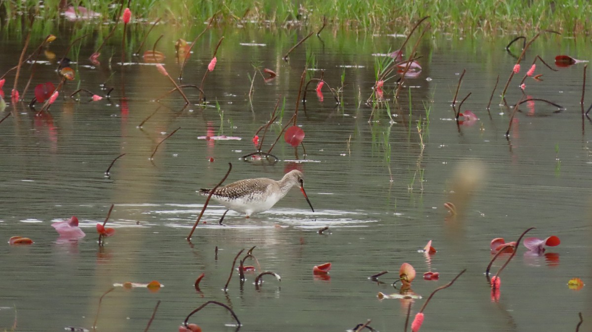 Spotted Redshank - Shih-Fan (仕凡) Chan (詹)