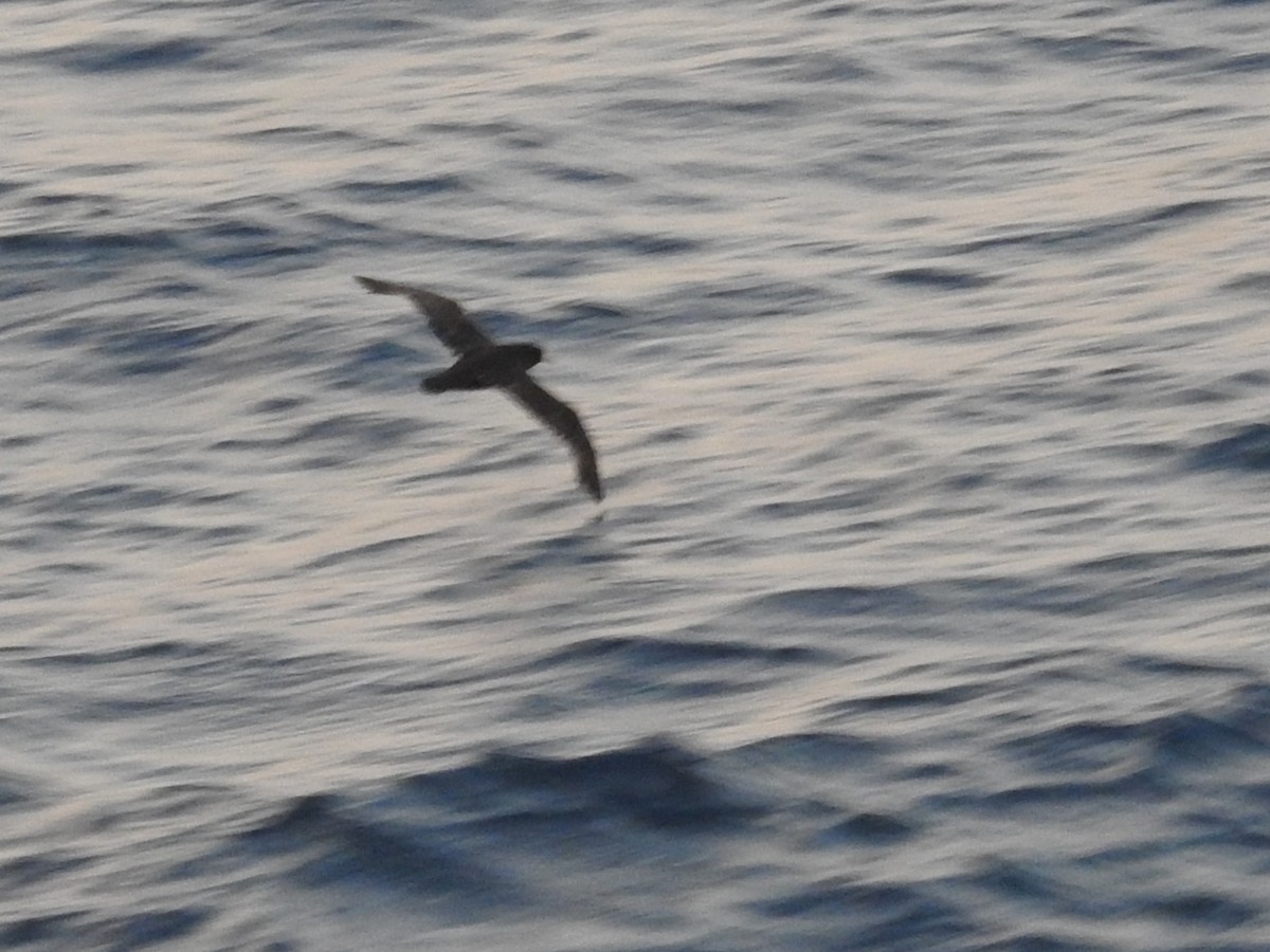 shearwater sp. - ML615582939