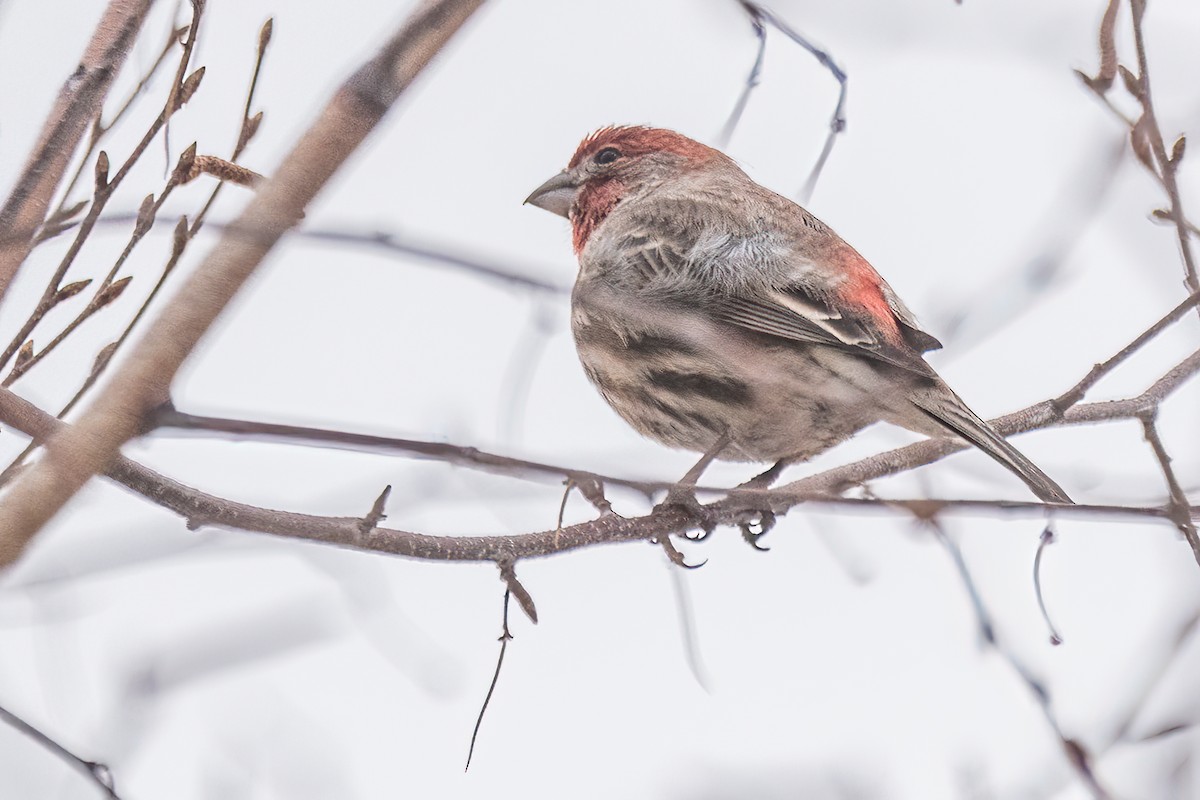 House Finch - ML615582954