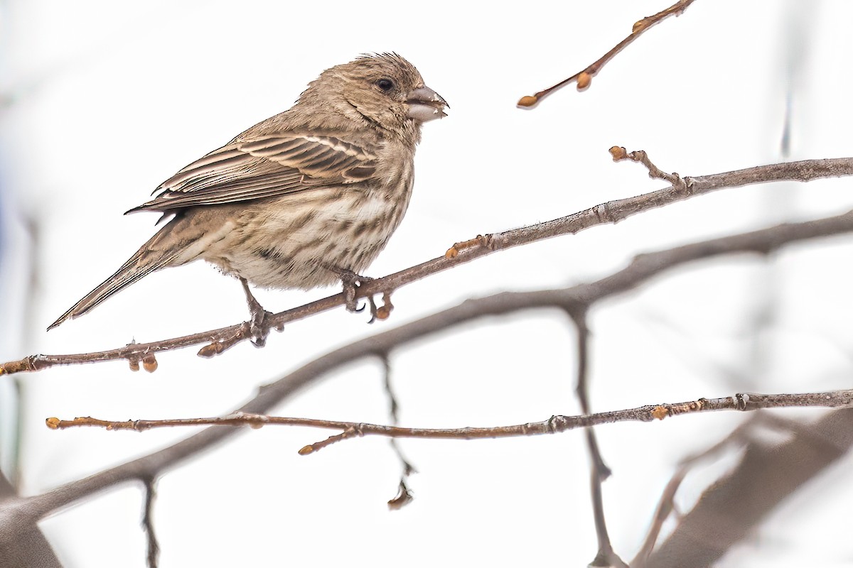 House Finch - ML615582955