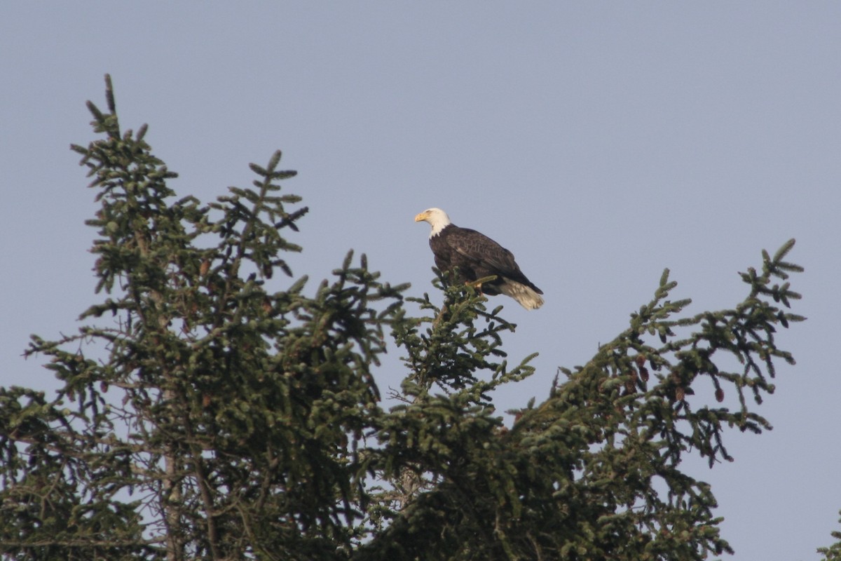 Bald Eagle - ML615582971