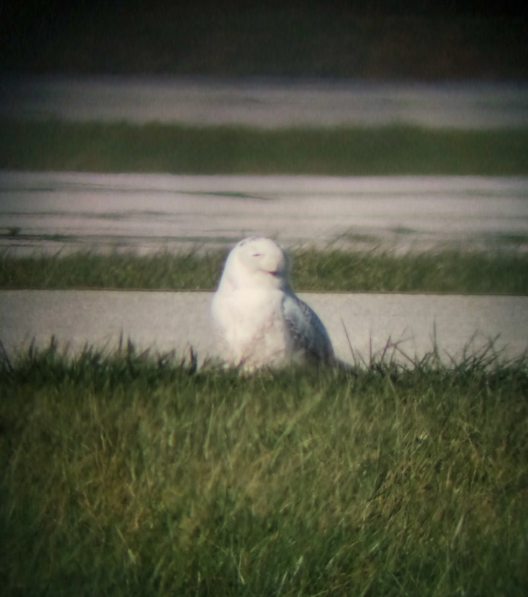 Snowy Owl - ML615582981