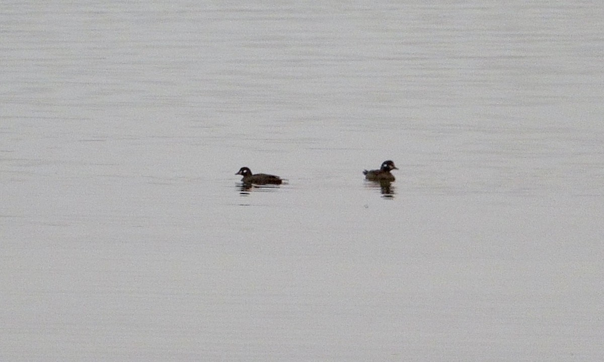 Harlequin Duck - ML615583035