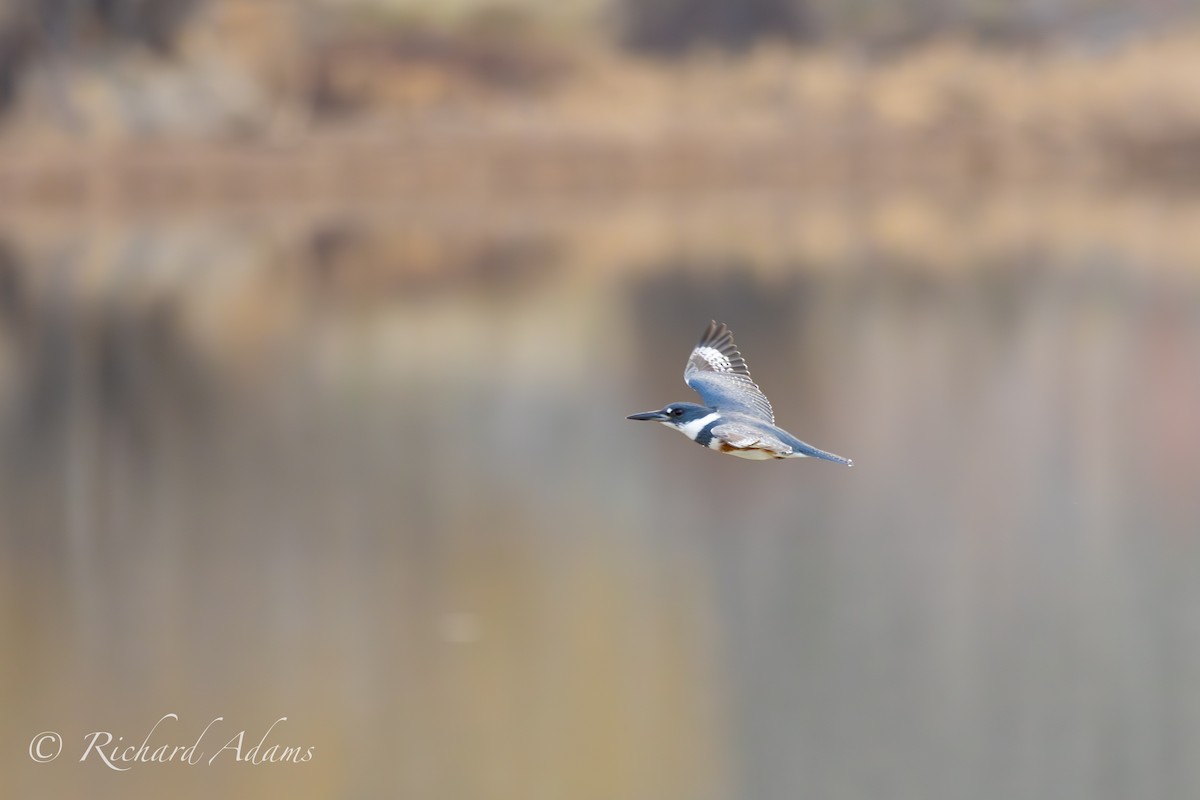 Belted Kingfisher - Richard Adams