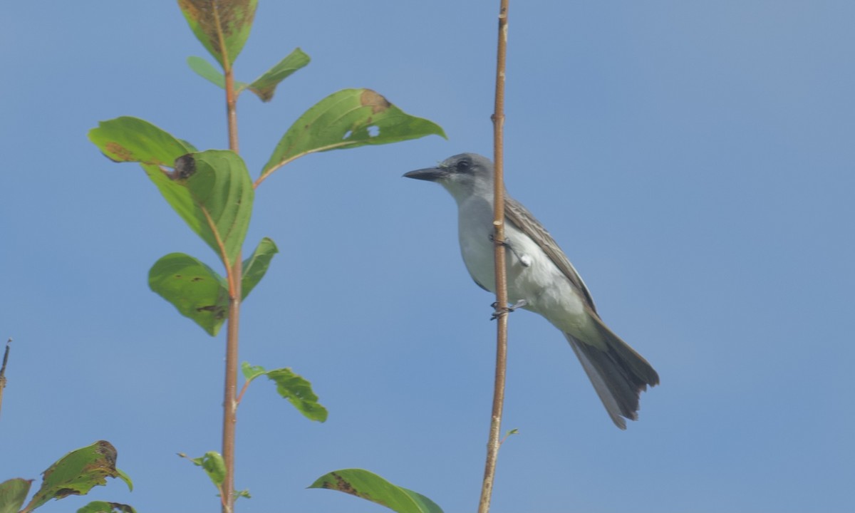 Gray Kingbird - ML615583262