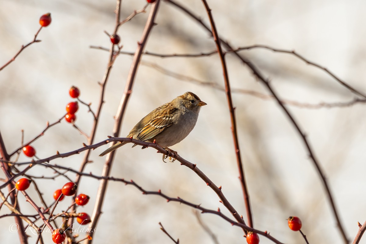 White-crowned Sparrow - Richard Adams