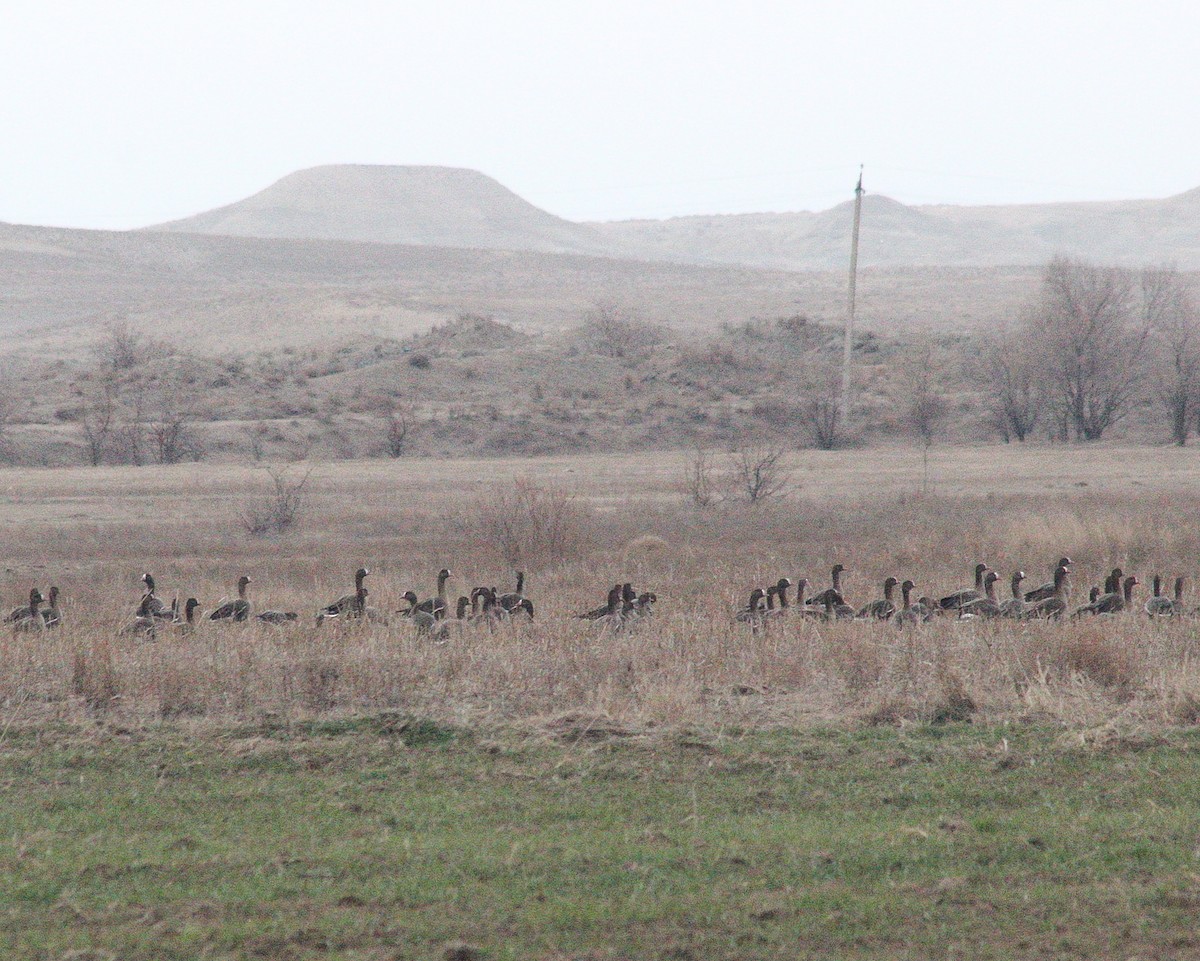 Lesser White-fronted Goose - ML615583326