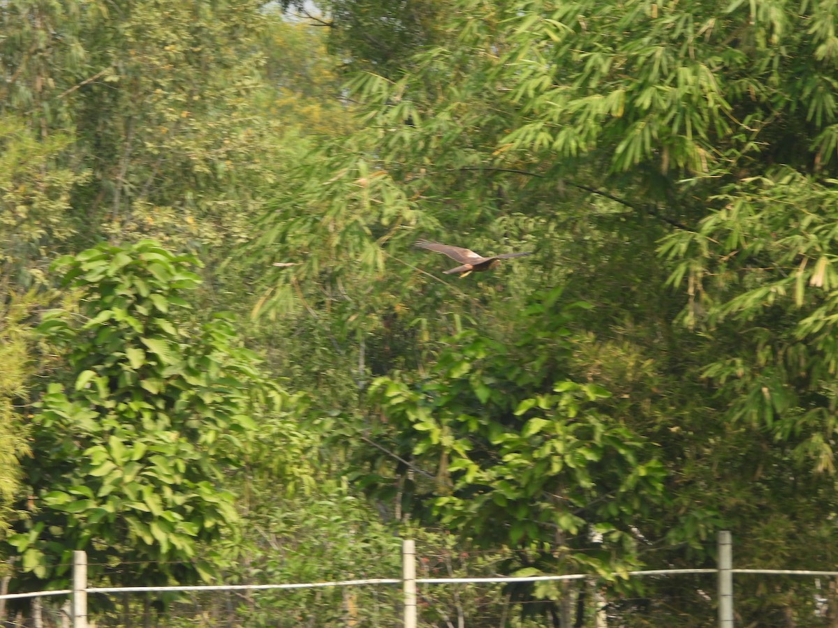 Eastern Marsh Harrier - ML615583328