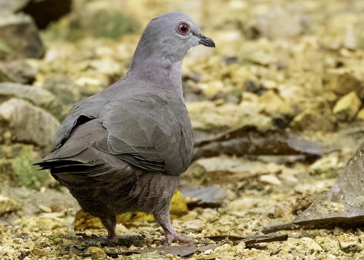 Paloma Oscura - ML615583330