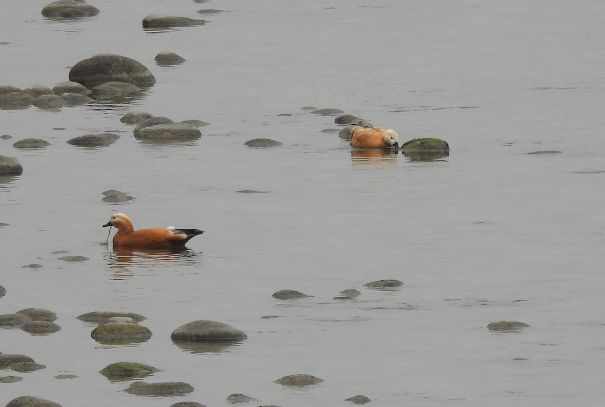 Ruddy Shelduck - ML615583332