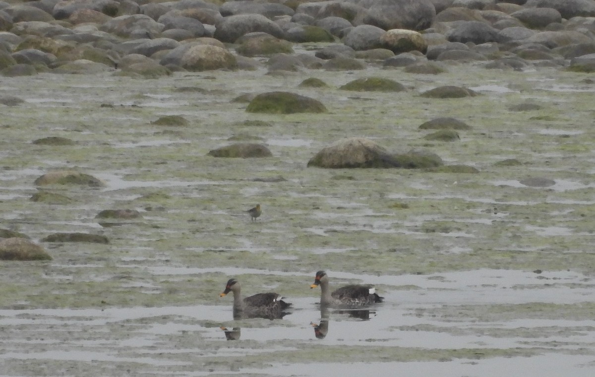 Indian Spot-billed Duck - ML615583334