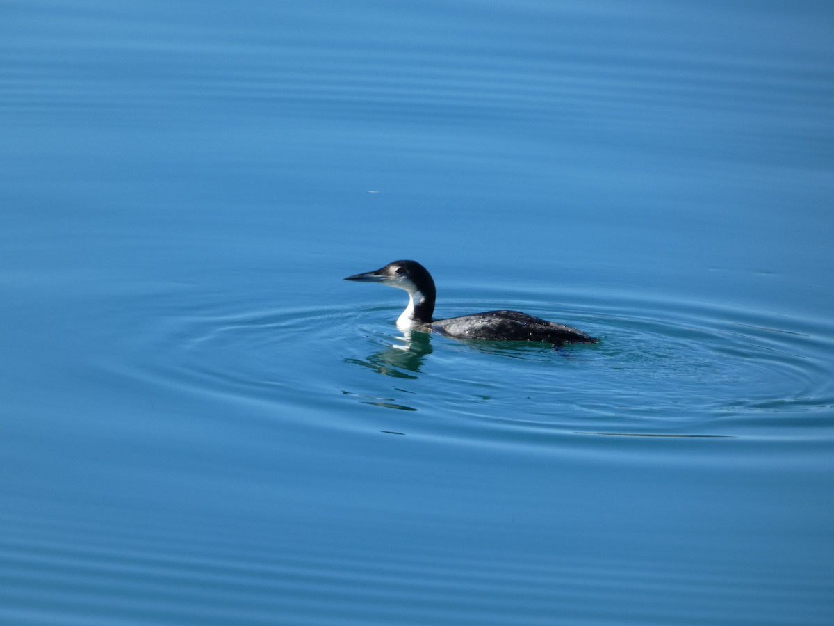 Common Loon - Jesús Crespo