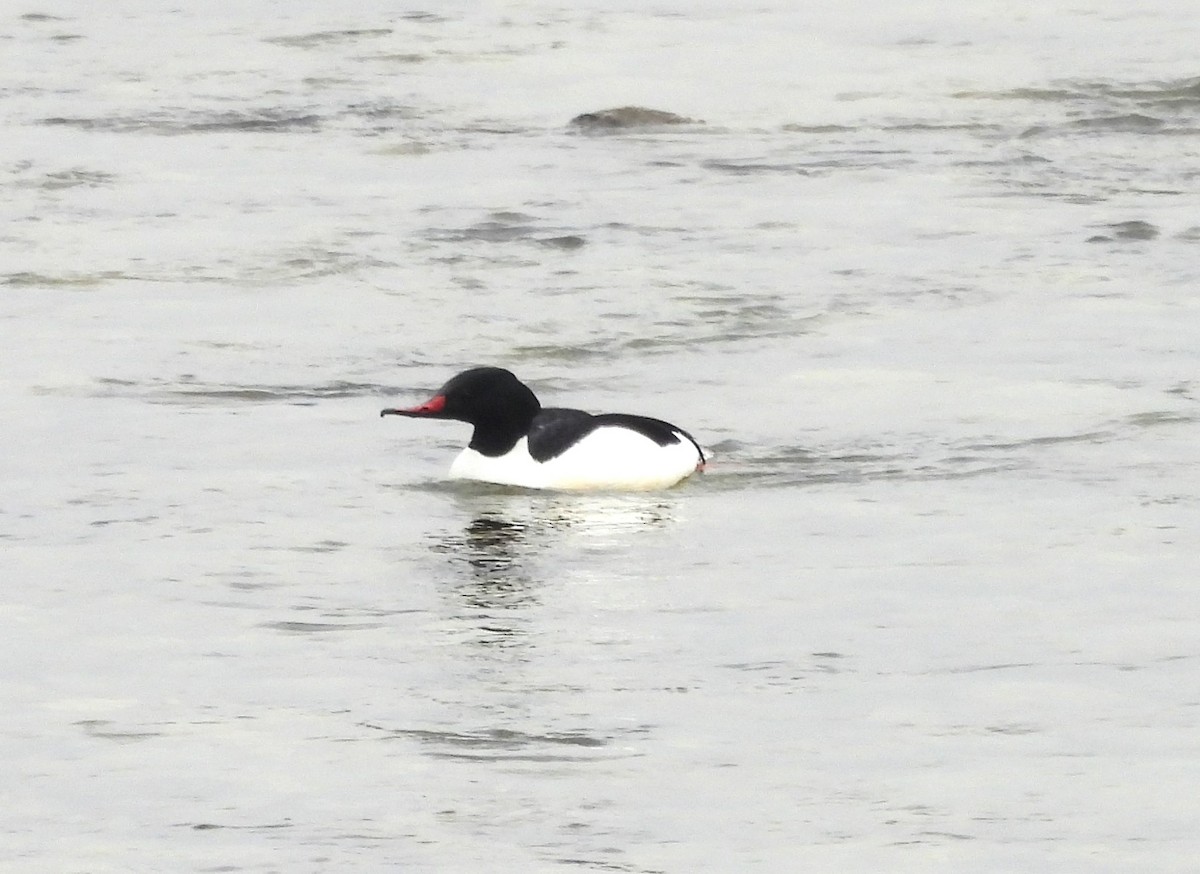 Common Merganser - ML615583342